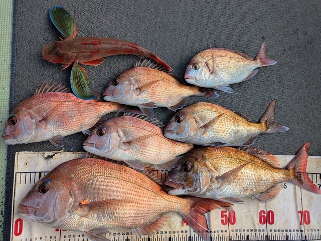 タイ(マダイ)・チダイ