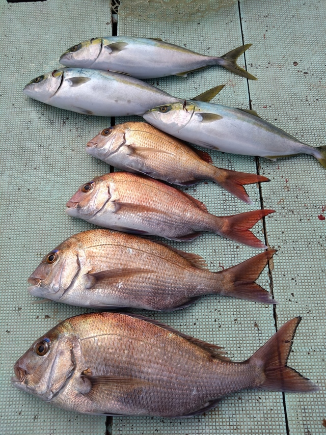 タイ(マダイ)・ハマチ(ブリ)