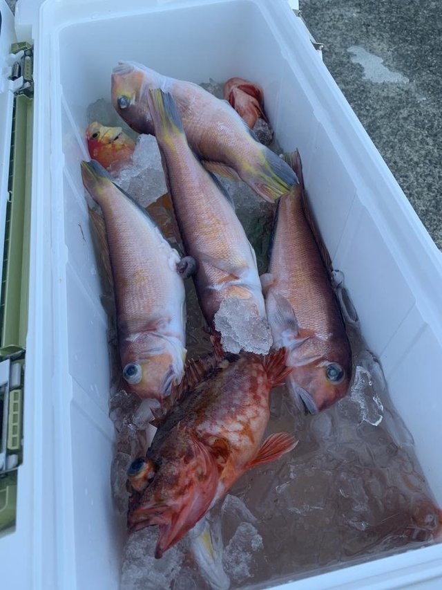 アマダイ(アカアマダイ)・カサゴ