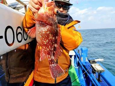 アコウ(キジハタ)