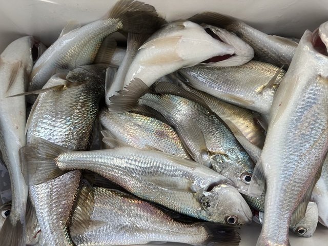 イシモチ(シログチ)