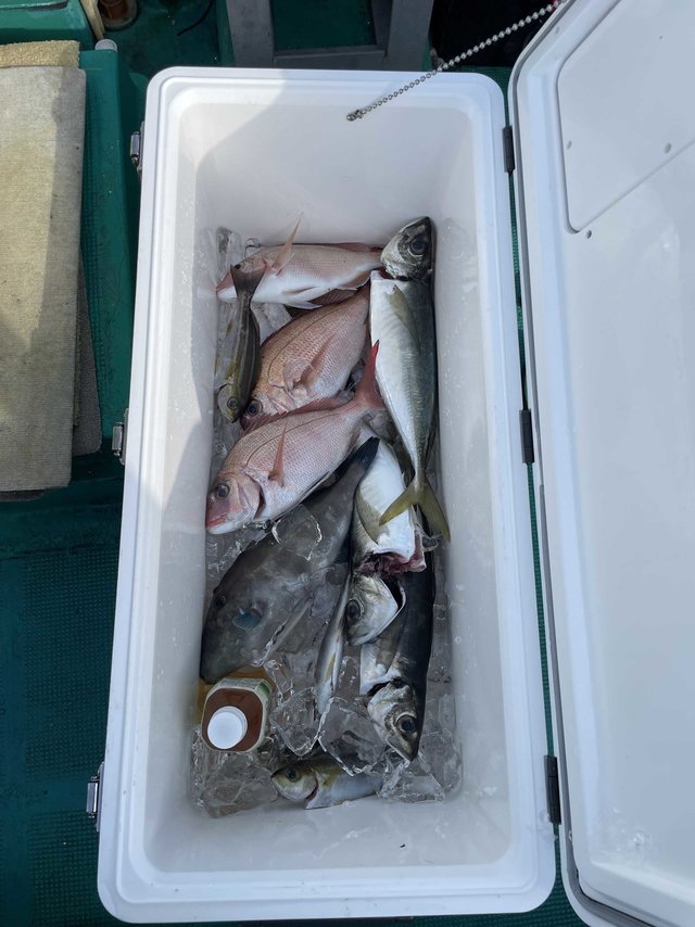 マダイ・マアジ・ウマヅラ(ウマヅラハギ)