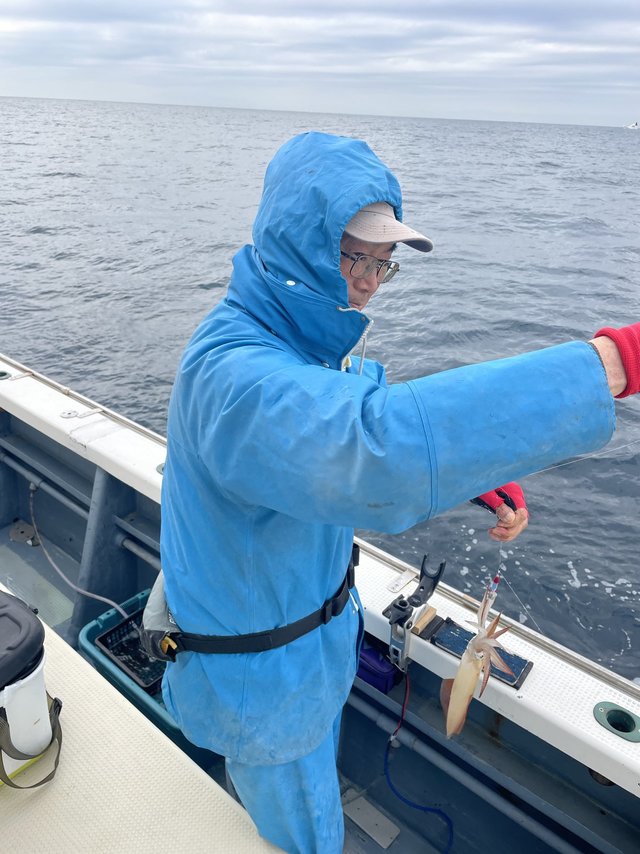 マルイカ(ケンサキイカ)