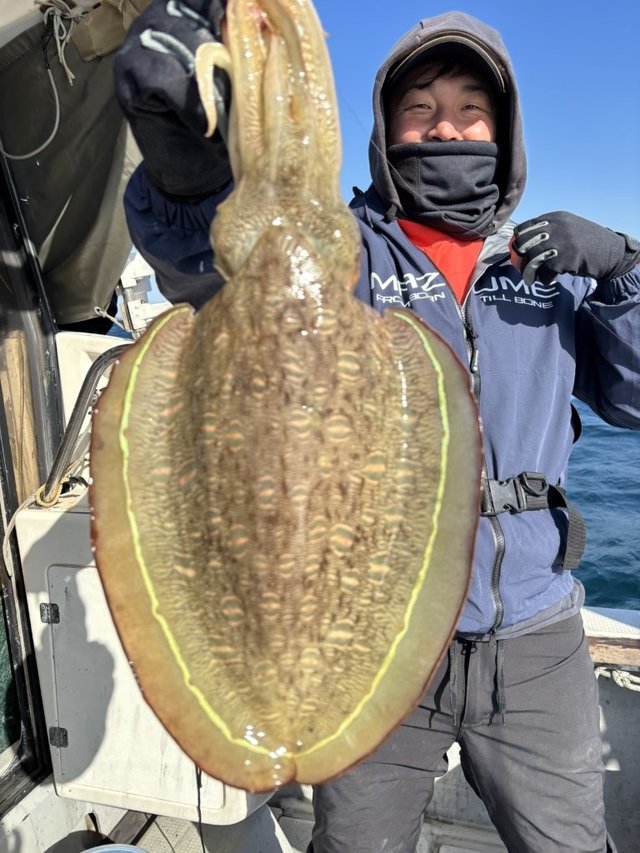 モンゴウイカ(カミナリイカ)