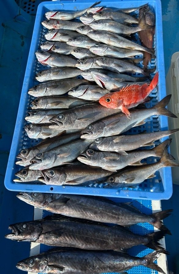 クロムツ・スミヤキ(クロシビカマス)・ユメカサゴ