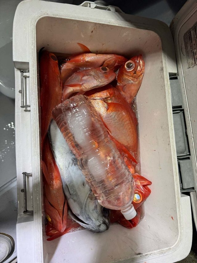 キンメ(キンメダイ)