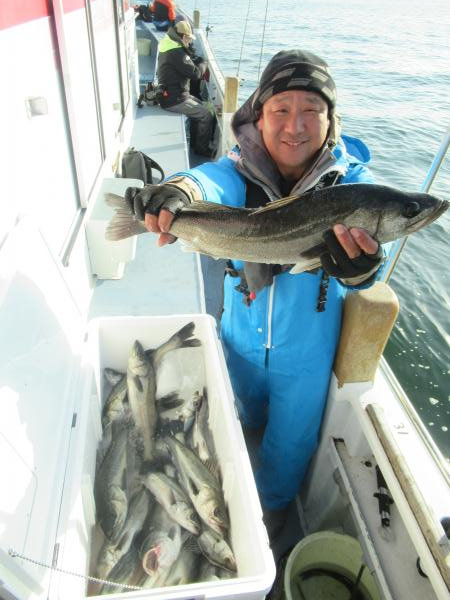 シーバス(スズキ)