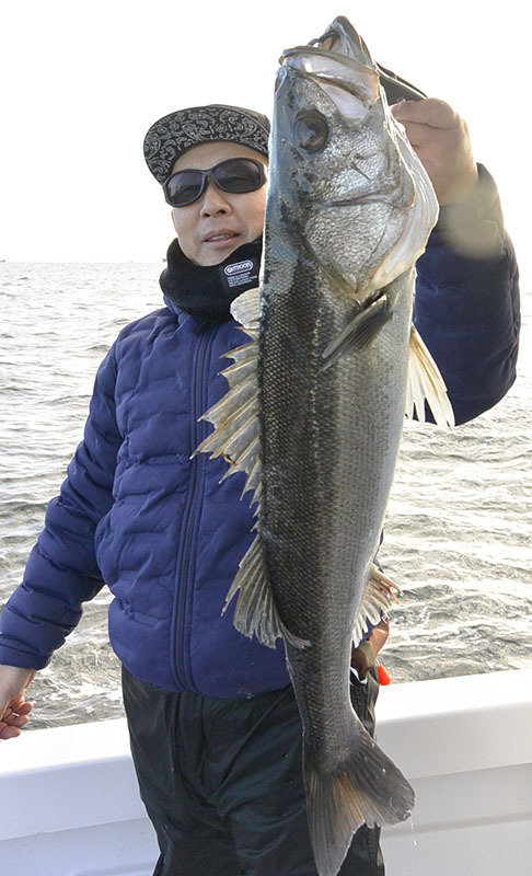 シーバス(スズキ)