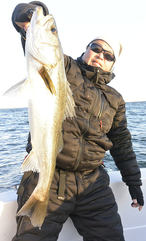 シーバス(スズキ)