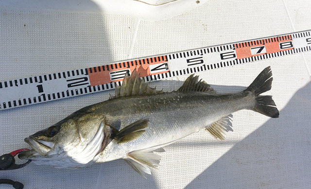 シーバス(スズキ)