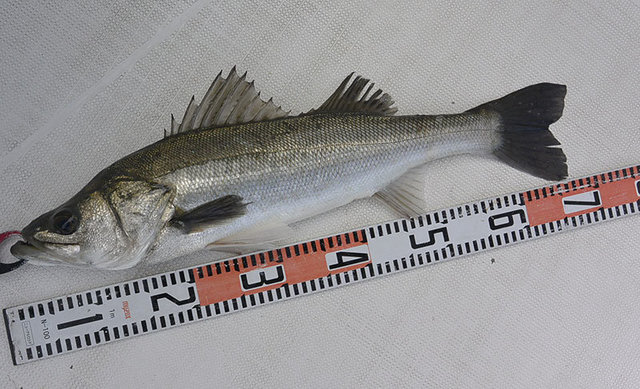 シーバス(スズキ)