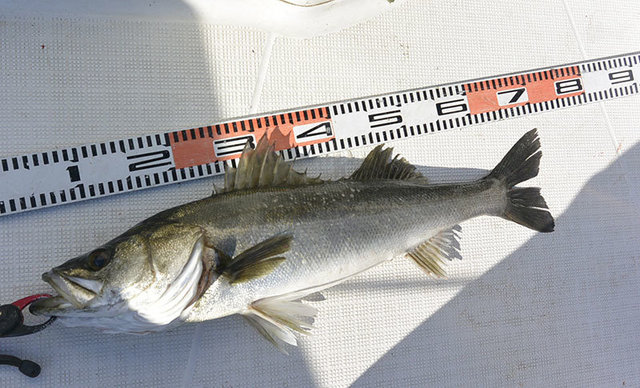 シーバス(スズキ)