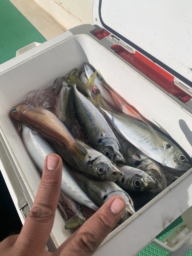 アジ(マアジ)・カイワリ・アマダイ(アカアマダイ)・サバ(マサバ)