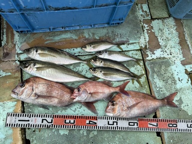 マダイ・マアジ