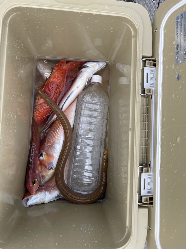 アマダイ(アカアマダイ)・オニカサゴ