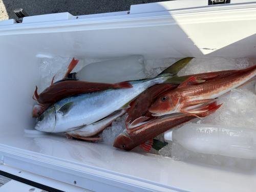 イナダ(ブリ)・ホウボウ