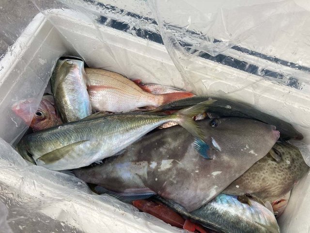 ハナダイ(チダイ)・アジ(マアジ)・カワハギ・ウマヅラ(ウマヅラハギ)