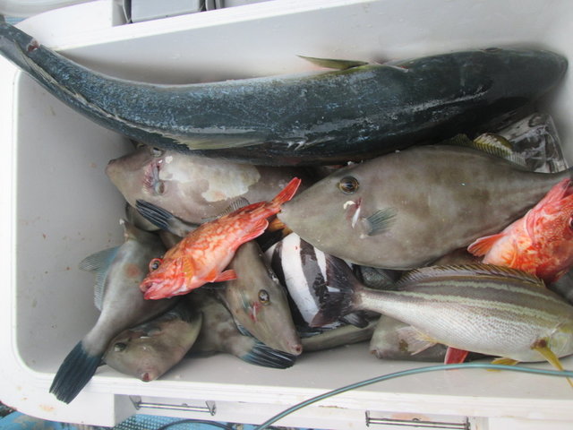 イシダイ・ハマチ(ブリ)・イサキ・ガシラ(カサゴ)・ウマヅラハギ