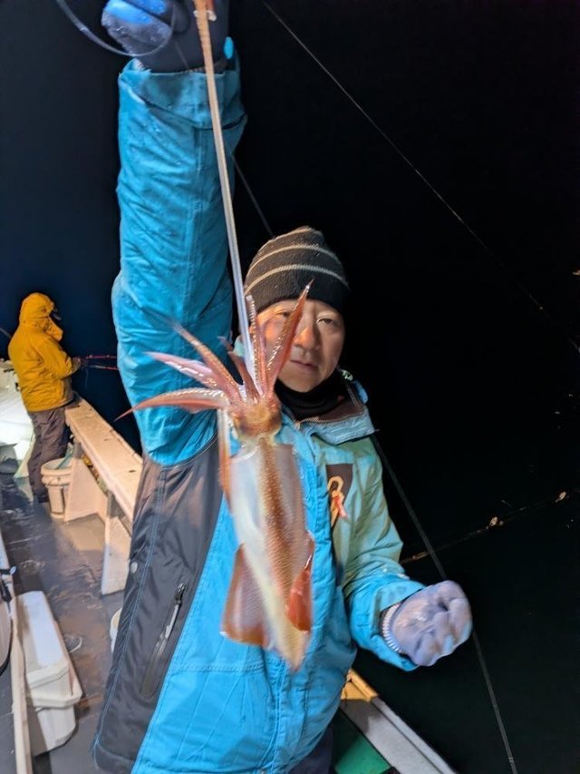 マルイカ(ケンサキイカ)