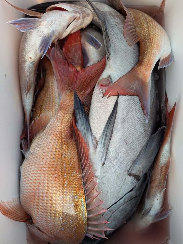 マダイ・イシダイ