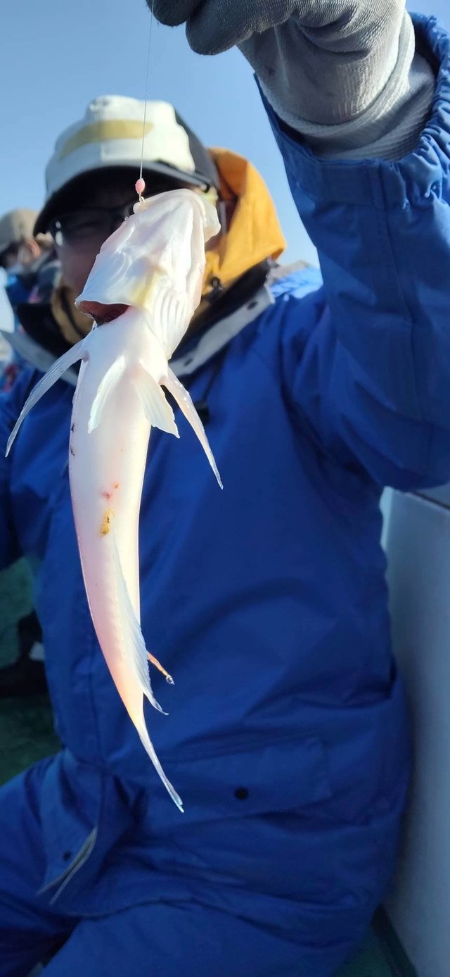 アマダイ(アカアマダイ)