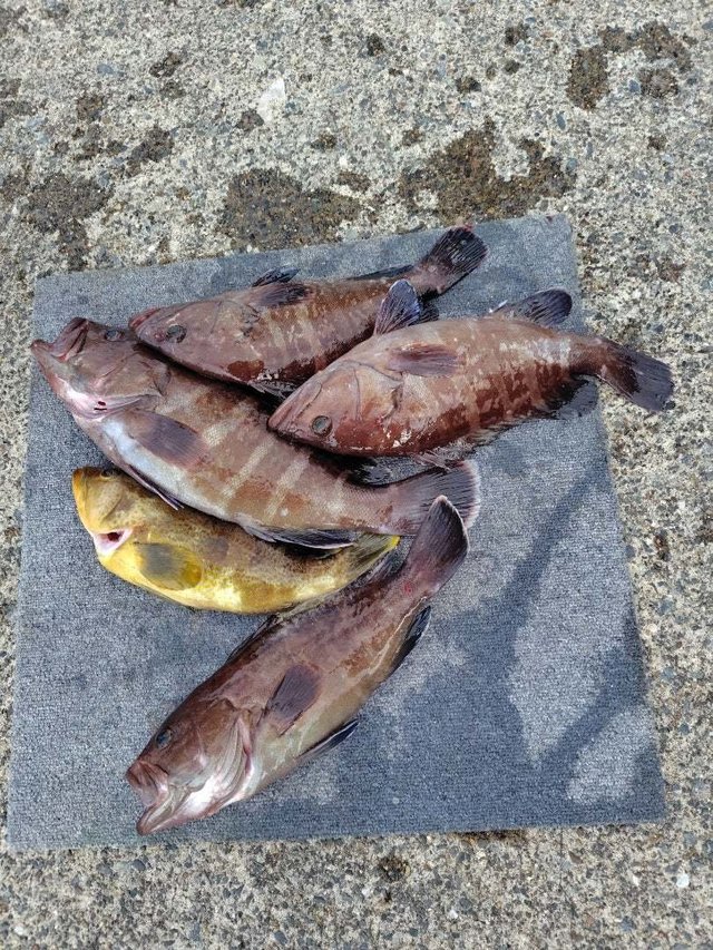 マハタ・アオハタ