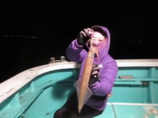 イカ(ヤリイカ)