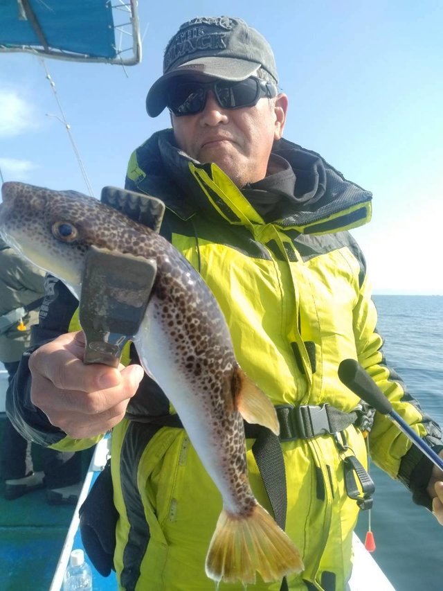 ショウサイフグ