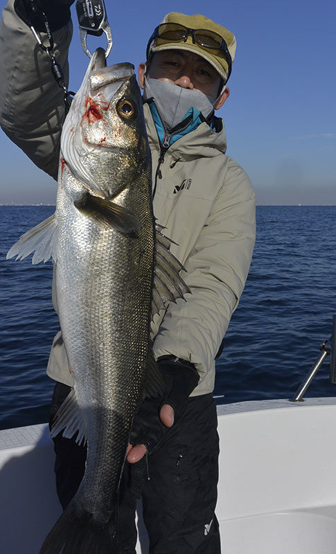 シーバス(スズキ)