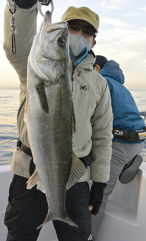 シーバス(スズキ)