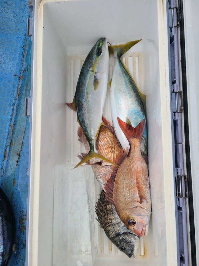 マダイ・クロダイ・イナダ(ブリ)