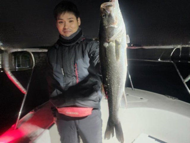 シーバス(スズキ)