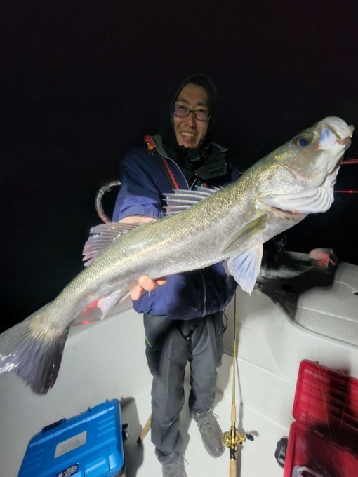 シーバス(スズキ)