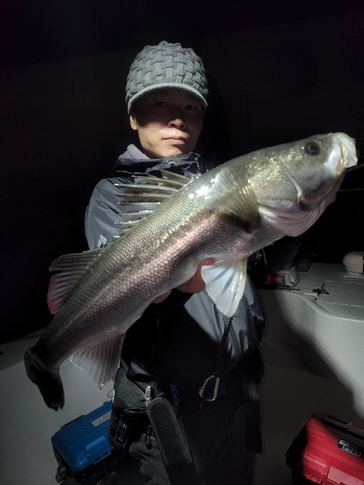 シーバス(スズキ)