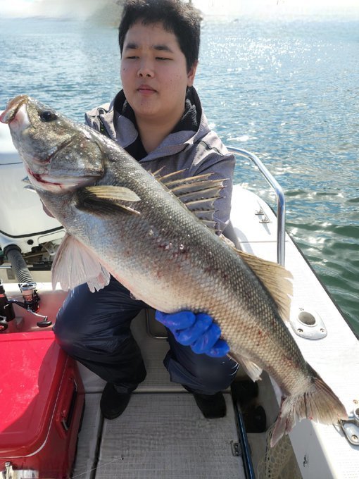 シーバス(スズキ)