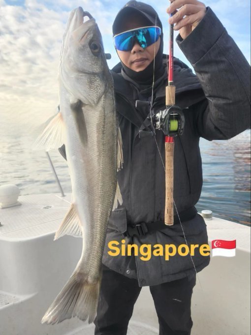 シーバス(スズキ)