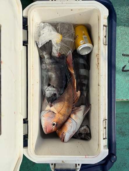 マダイ・イシダイ