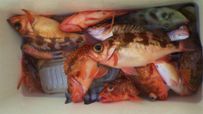 イシダイ・オニカサゴ・ウスメバル