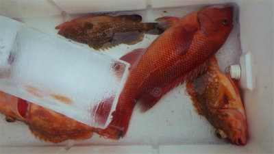 キジハタ・カンダイ(コブダイ)・ウッカリカサゴ