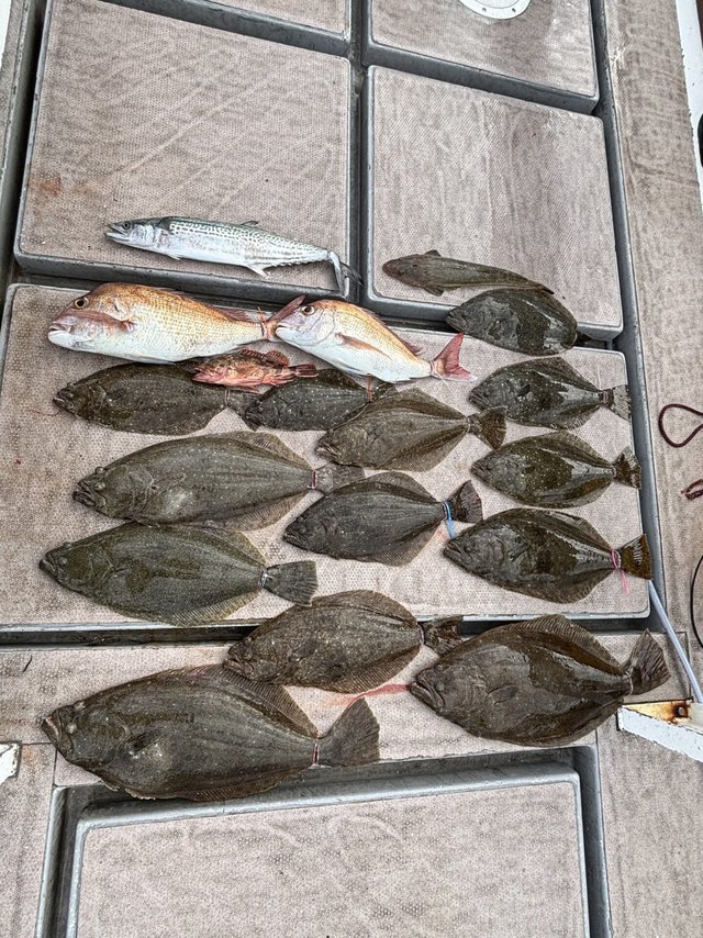 マダイ・サゴシ(サワラ)・カサゴ・マゴチ・ヒラメ