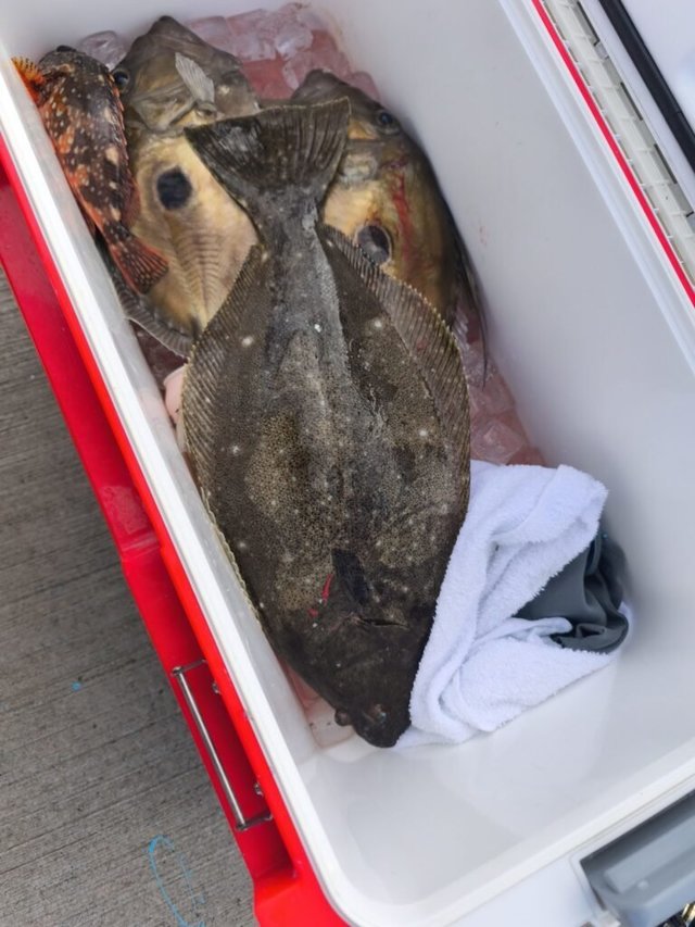 カサゴ・ヒラメ・マトウダイ