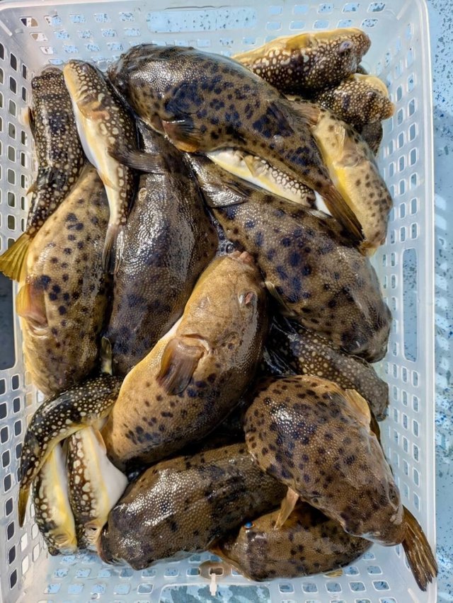 ヒガンフク(ヒガンフグ)