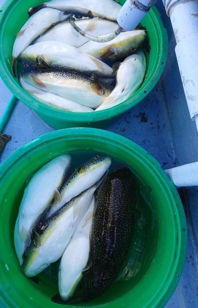 ショウサイフグ