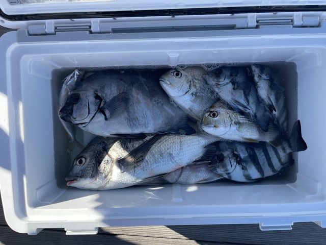 ヘダイ・イシダイ