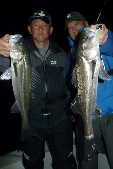 シーバス(スズキ)