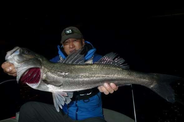 シーバス(スズキ)