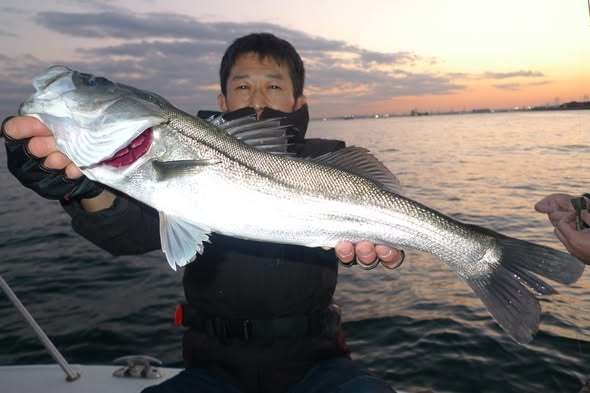 シーバス(スズキ)