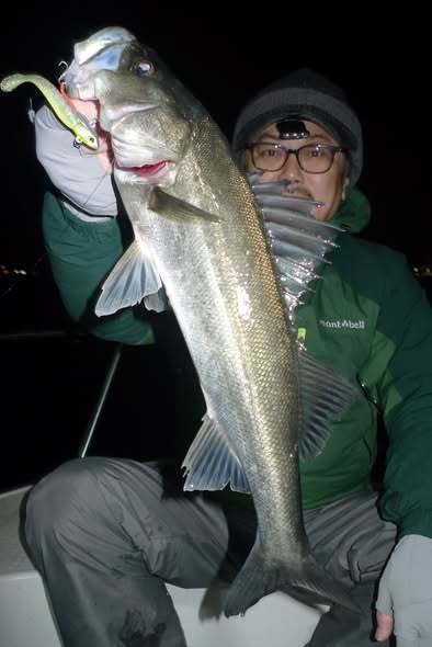 シーバス(スズキ)