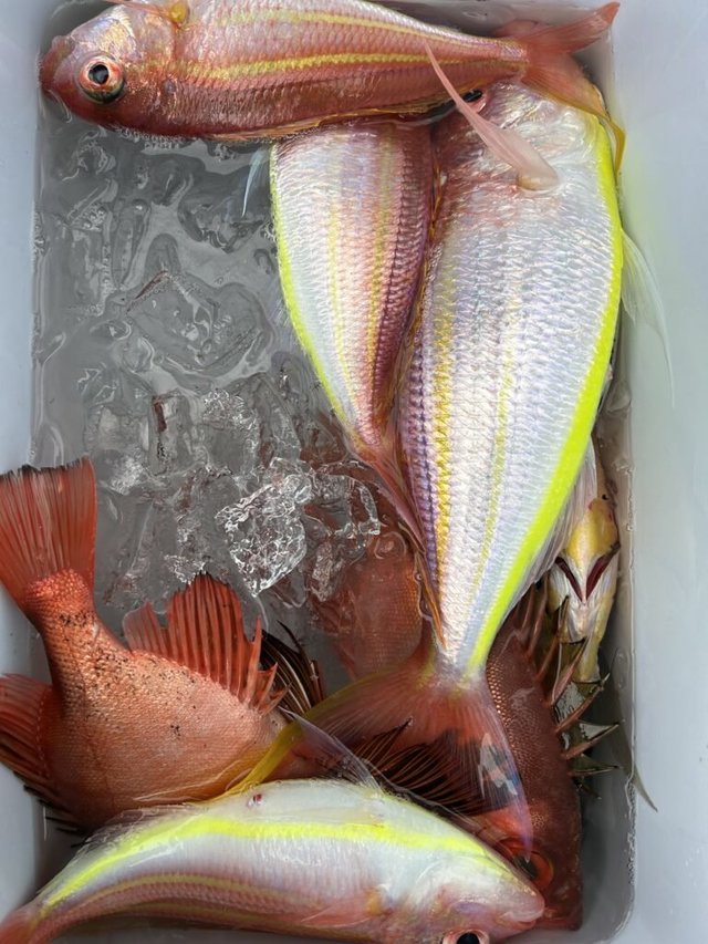 マダイ・イトヨリダイ