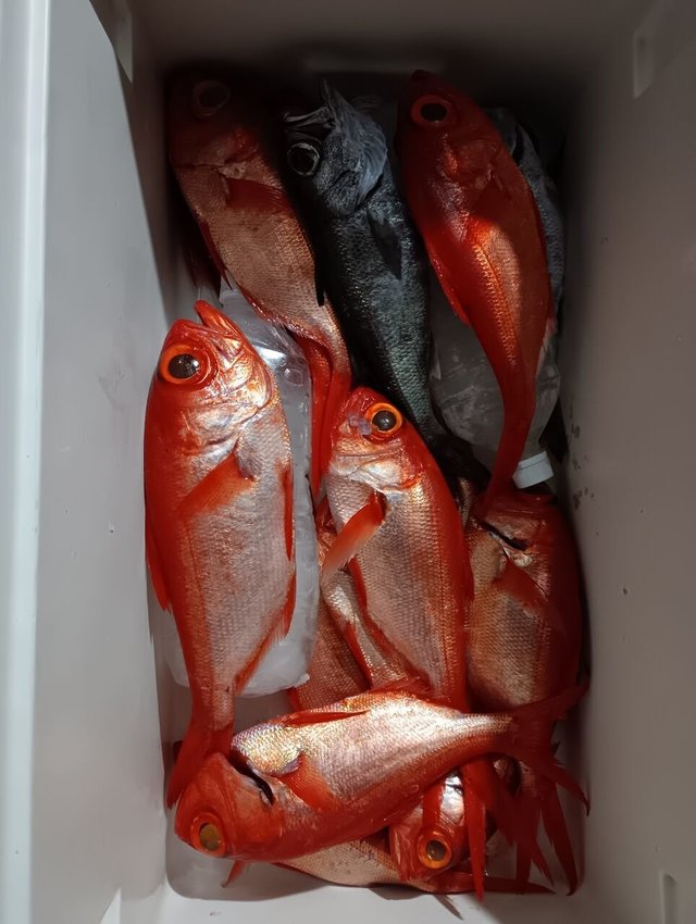 ムツ・キンメ(キンメダイ)